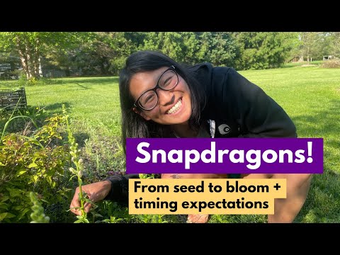 Snapdragons: From Seed To Bloom x Timing Expectations