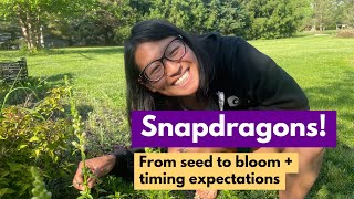 Snapdragons: From seed to bloom & timing expectations screenshot 4