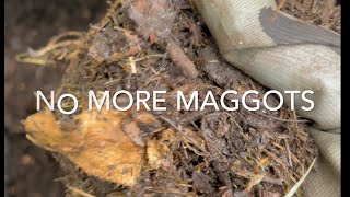 How to get rid of your Compost Maggots problem