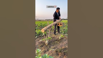 A clever way to pull out radishes- Good tools and machines make work easier