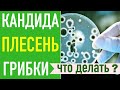 КАНДИДА, ГРИБКИ, ПЛЕСЕНЬ  Системный подход  Что делать?