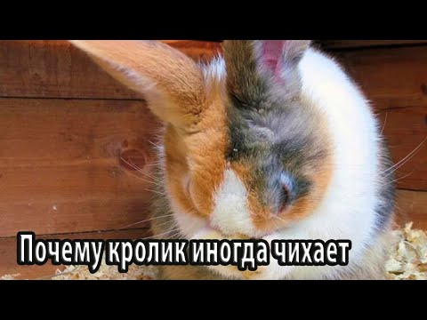 Почему кролик иногда чихает