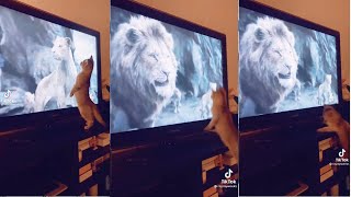 Cat watching Lion king and falls off😂