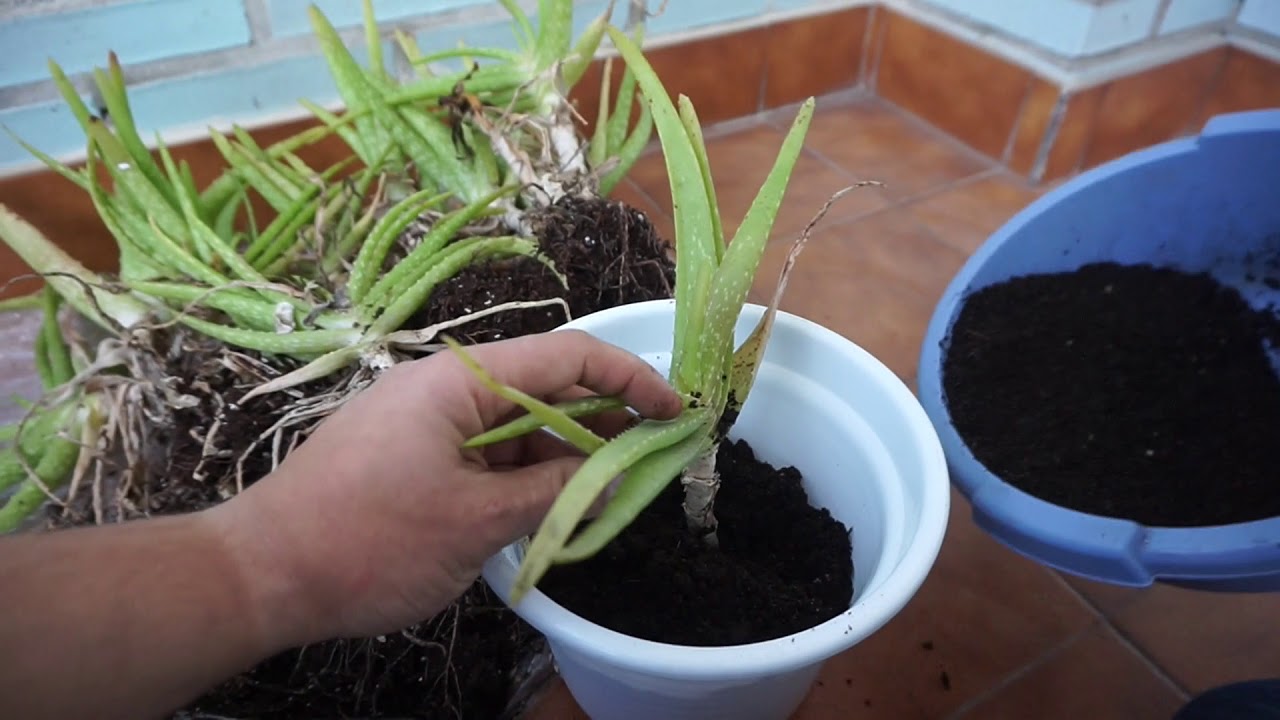 Como Transplantar Aloe Vera De Manera Muy Facil Y Sencilla Paso A Paso Cuidados De La Planta Youtube Como Transplantar Aloe Vera De Manera Muy Facil Y Sencilla Paso A Paso Cuidados De La Planta Youtube