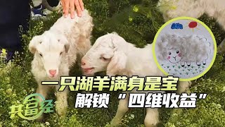 《共富经》 20250514 都市返乡记 | 农业致富经 Agriculture And Farming