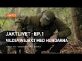 Jaktlivet│Ep.1│Vildsvinsjakt med hundarna