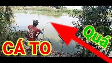 Câu cá tra sông// điểm câu cũ ơ LONG AN  lại dính được nhiều cá TO