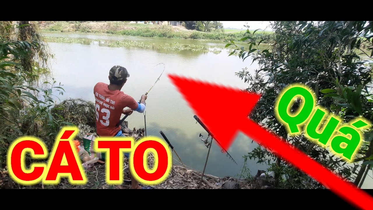 Câu cá tra sông// điểm câu cũ ơ LONG AN  lại dính được nhiều cá TO