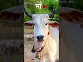 gau mata #ekmotahathighumechala