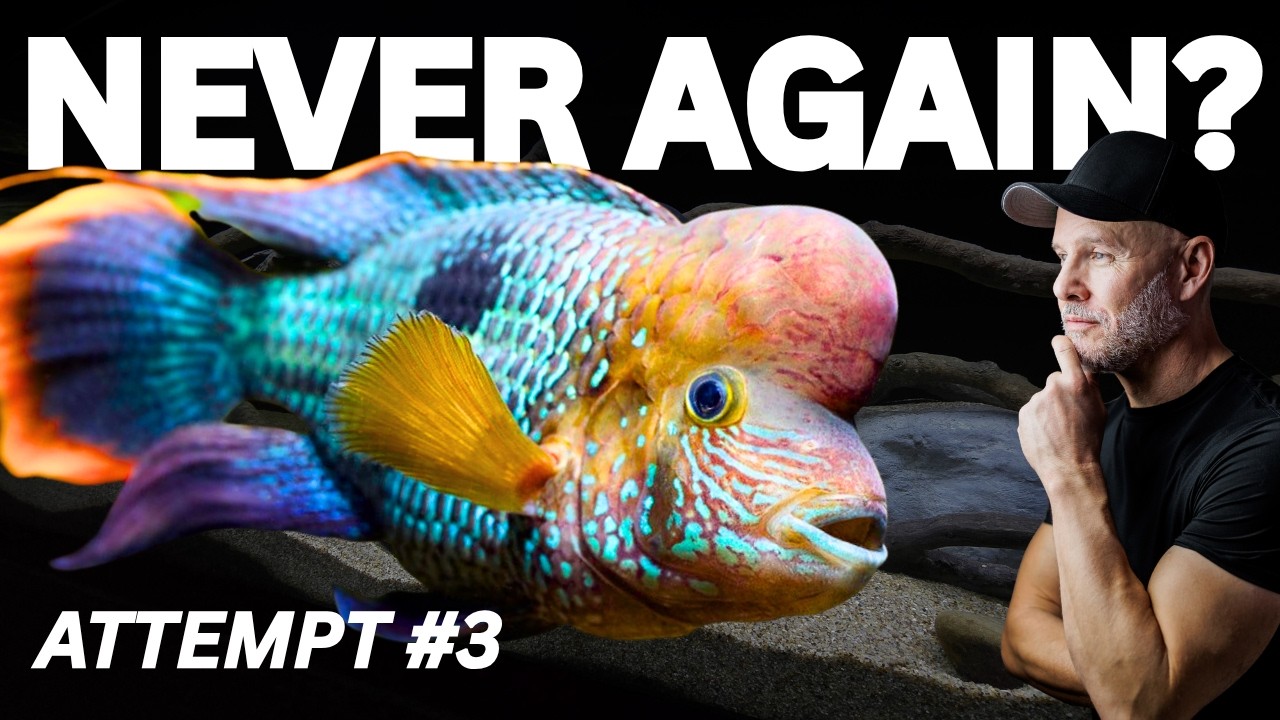 Я поклялся, что НИКОГДА больше не буду заводить цихлиду «Зелёный ужас»…