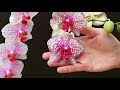 ¿Cómo Cuidar Orquídeas Phalaenopsis desde Cero? (Vídeo 1)