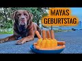 Mayas Geburtstag 🎂 mit merkwürdiger Konfrontation 😠 | Survival Mattin Stream Highlights