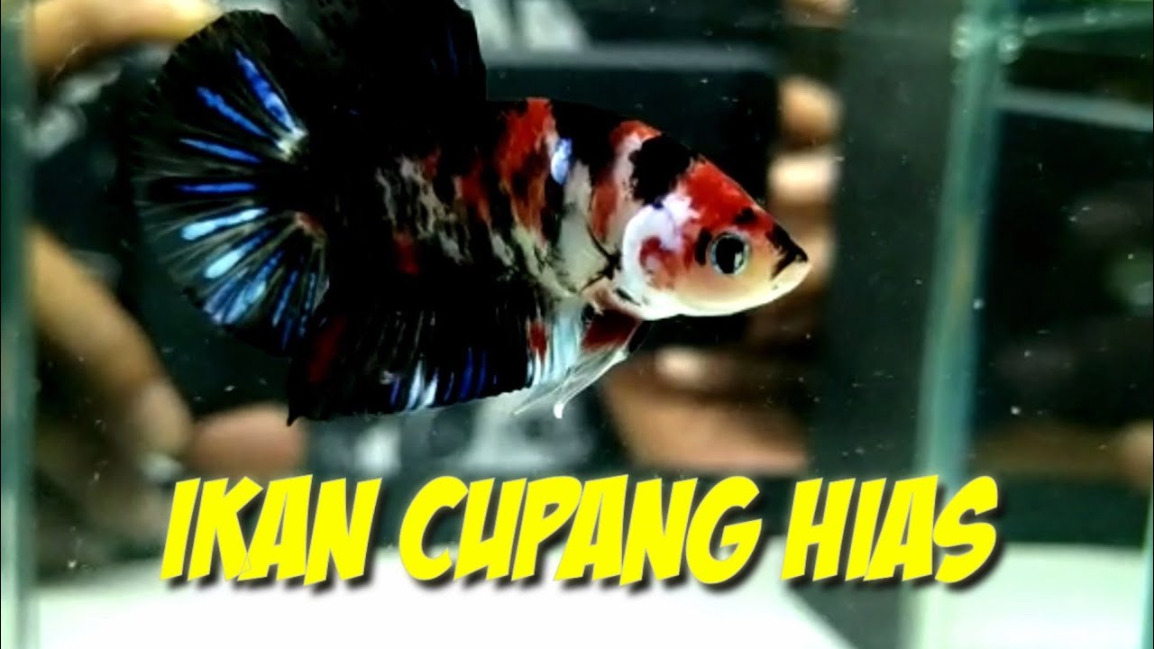 IKAN CUPANG HIAS