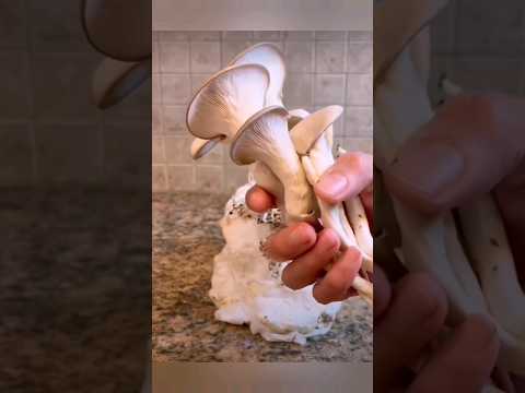 Вырастить грибы 🍄 на туалетной 🧻 бумаге 🚽- это очень просто! 😊😊 Growing mushrooms on toilet 🧻 paper