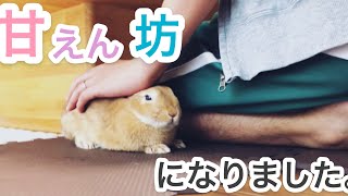 換毛期が終わって甘えん坊になって来たうさぎ #221