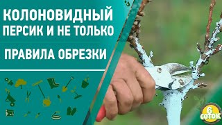 Колоновидный персик и не только. Правила обрезки. 6 соток 19.04.2021