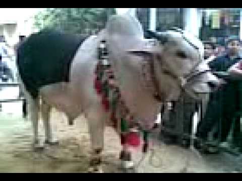 What here janwar ka xxx Janwar ka xxx