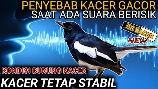 PENYEBAB KACER GACOR SAAT ADA SUARA BERISIK | FAKTOR KACER STABIL DIGANTANGAN