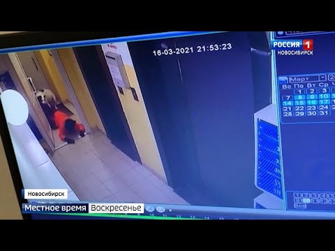 Огромный пёс на глазах у хозяйки терзал ребёнка в Новосибирске