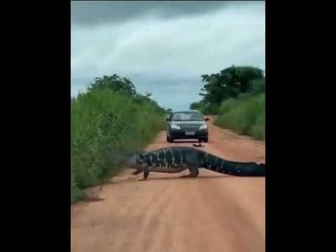 Jacaré gigante surpreende motoristas ao atravessar estrada em zona rural #canalrural