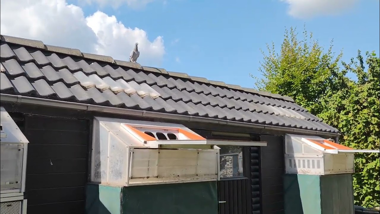 Der 4. Preisflug der Jungtauben 2025 / wir sind wieder da! 🥳