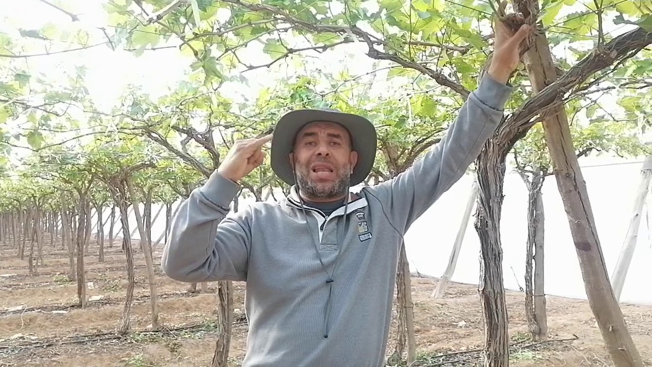 أهم المعاملات لرفع خصوبة العنب السبريور استشاري العنب م /خالد رفعت