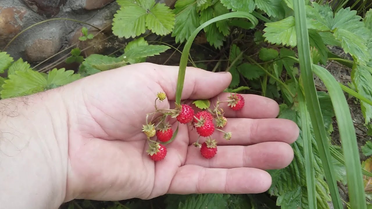 Сделал сход-развал колёс/Мерседес W124 купе/Ландшафтный дизайн - YouTube