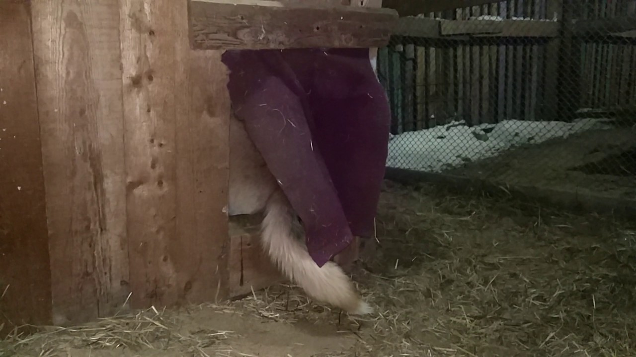 Сидит девица в темнице, а коса на улице - YouTube