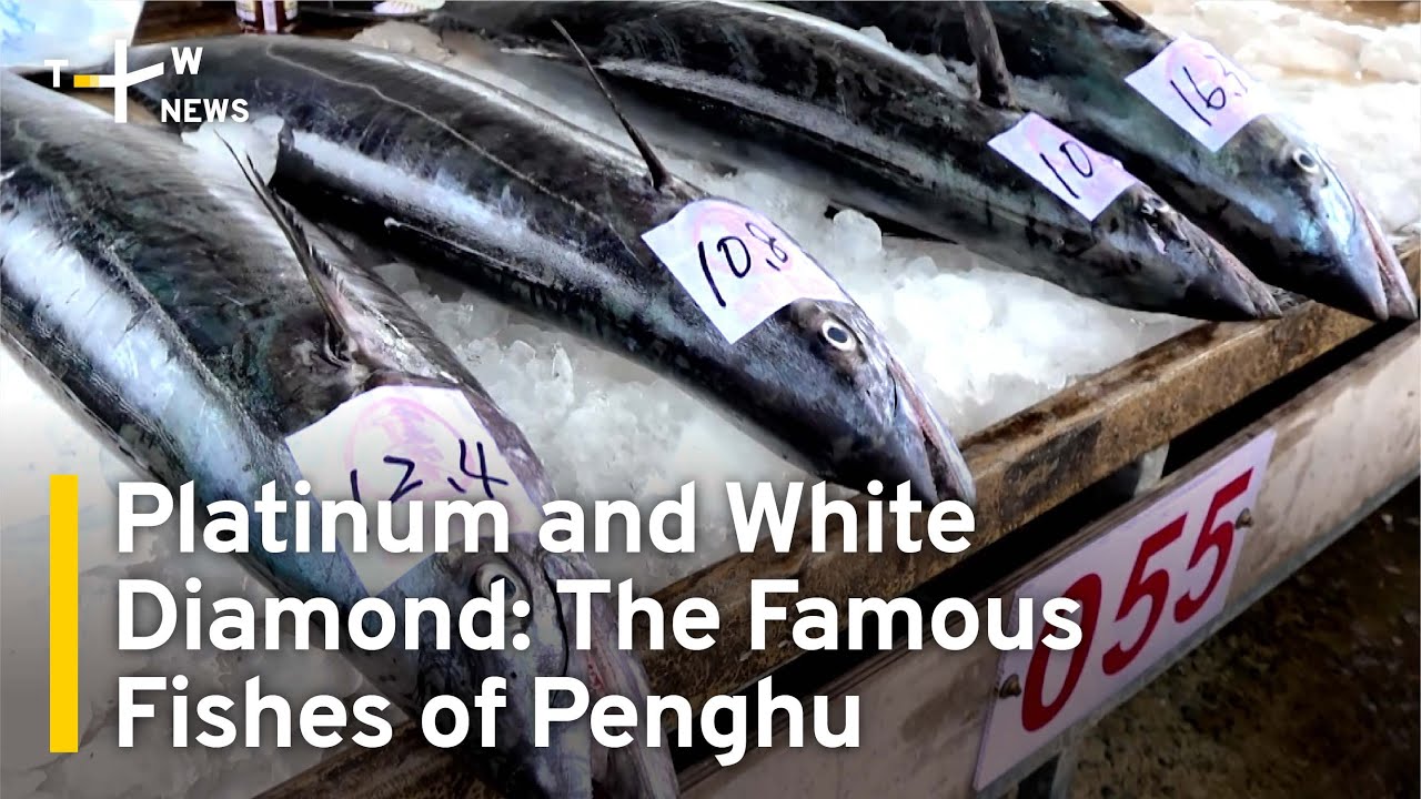 Platinum and White Diamond: The Famous Fishes of Penghu | TaiwanPlus News