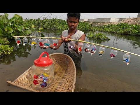 Today top amazing hunting betta| Caught all lovely and beautiful fighting betta fish