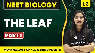 The Leaf (Part 1)  | Morphology of Flowering Plants - L3 |  NEET Biology