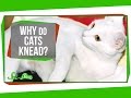 Understanding Cat Behavior and Traits