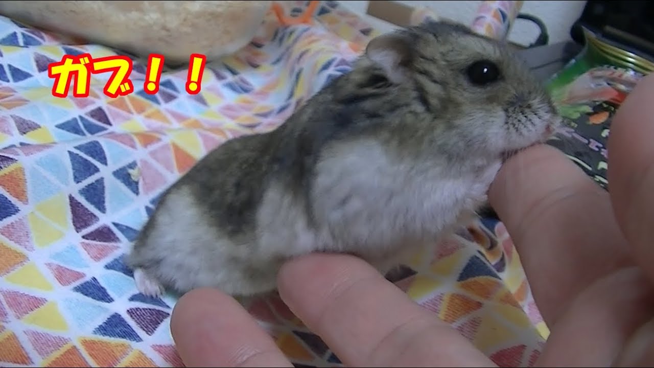 ハムスター ジャンガリアンが狂暴化 私 かじられましたww かわいいおもしろ癒し動画 子犬 子猫やかわいい小動物の癒し動画まとめ