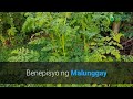 Benepisyo Ng Malunggay