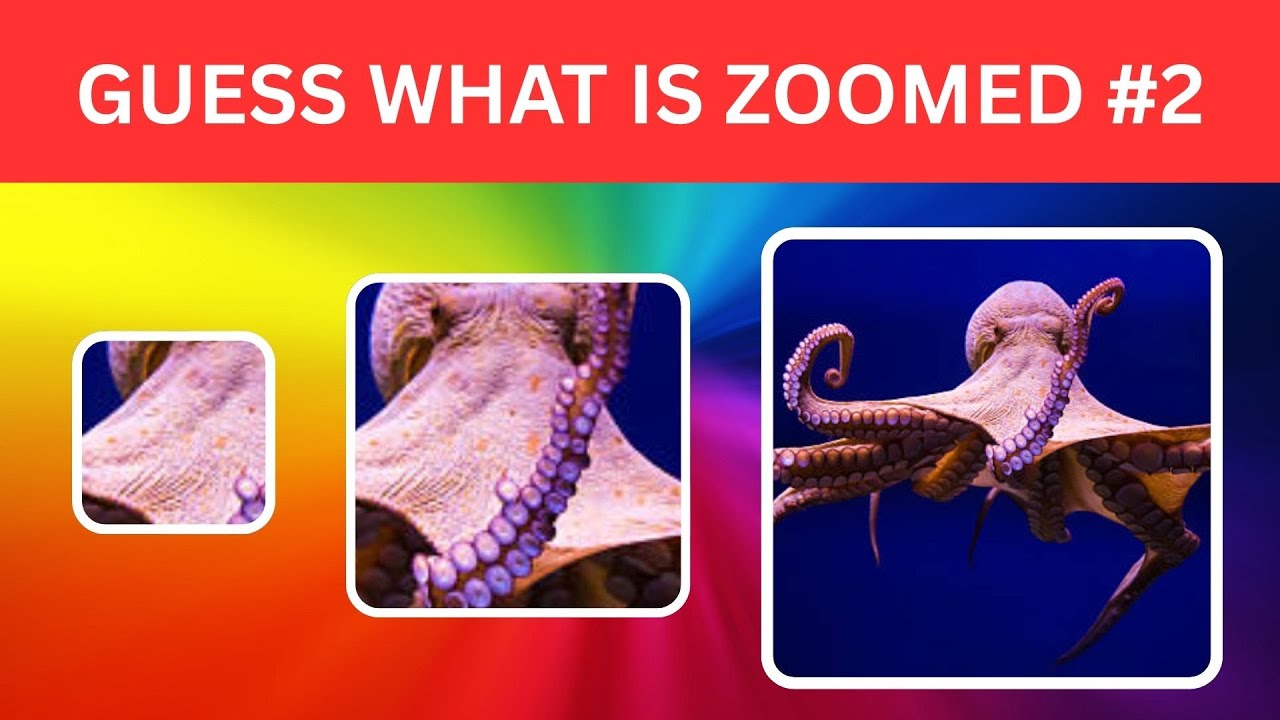 Party Game - Guess What Is Zoomed Here | Guessing Game Show with Points
