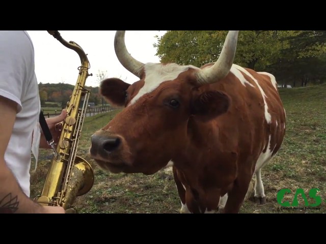 Cows Listening to Saxophone class=