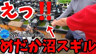 めだか沼スペッシャル！九州弾丸ツアー！サファイア.レクリス.ドラゴンブルー.禅.雷電.アルビノ楊貴妃.ブドウ目.安らぎAQUAちゃんねる.メダカッキー.美心めだか