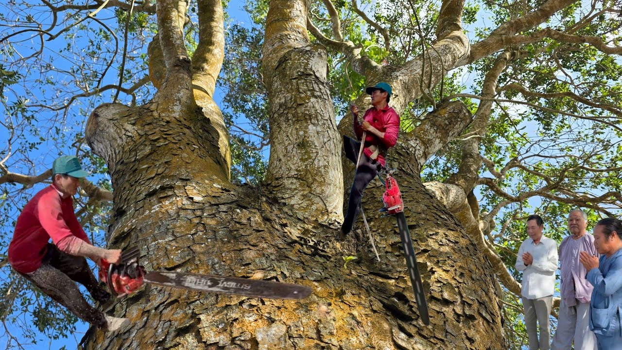 Cưa cây xà cừ siêu khủng ,Siêu nhánh ,Ở xã vĩnh phước . Cưa cây kỷ thuật cao
