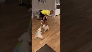 Poppy’s Floor Cleaning Service  #bichonfrise #dog