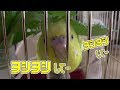 ナデナデを、おねだりしてくるのに全く触らせないインコ