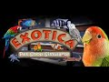 Exotica: Petshop Simulator #DAY 1
