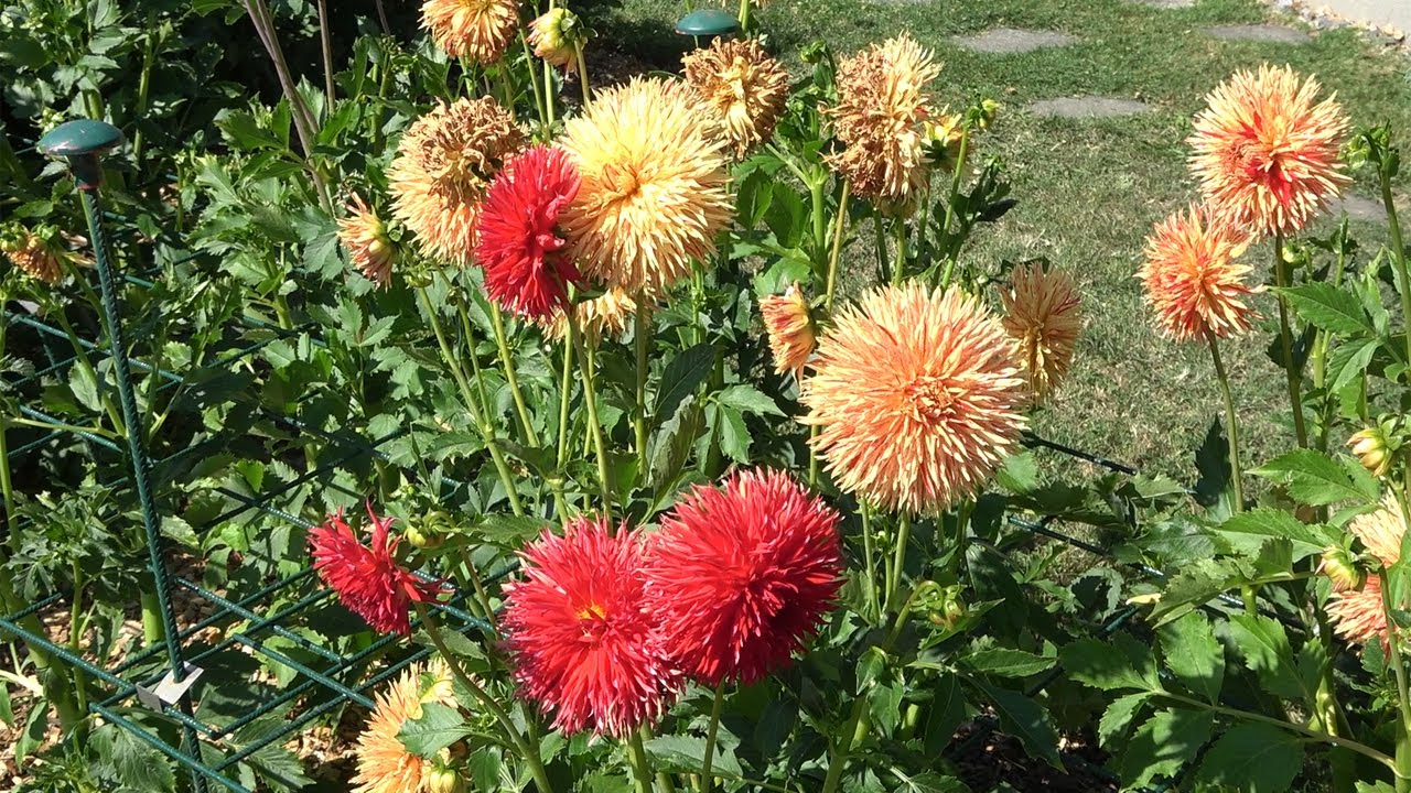 Dahlia festival in Morges, Switzerland