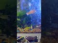 babies #baby #fish #aquarium #viral #viralvideo #shorts #shortsfeed #funny #happy #love #cute #live