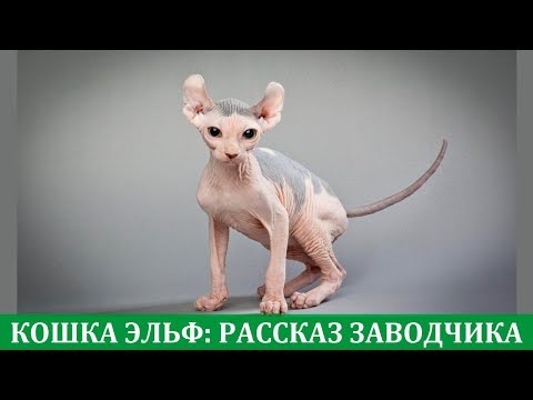 Кошка эльф: рассказ о породе из первых уст