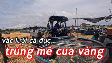 trúng mé cua vàng//vác lưới cá đục đen//cuộc sống dân biển