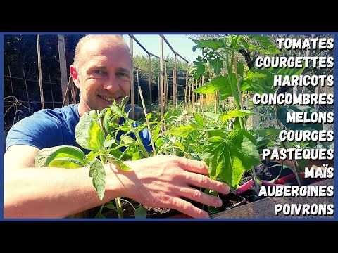 Vidéo: Informations sur les courgettes dorées - En savoir plus sur la culture de plants de courgettes dorées