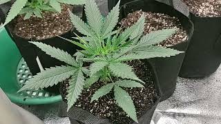 Spider Farmer SF1000 2x2 Grow Tent. My first plants and for sure will not be my last.