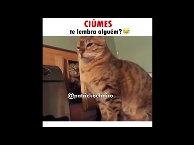 Os Gatos mais ENGRAÇADOS da INTERNET parte 1 Tente não rir! . . . #gat