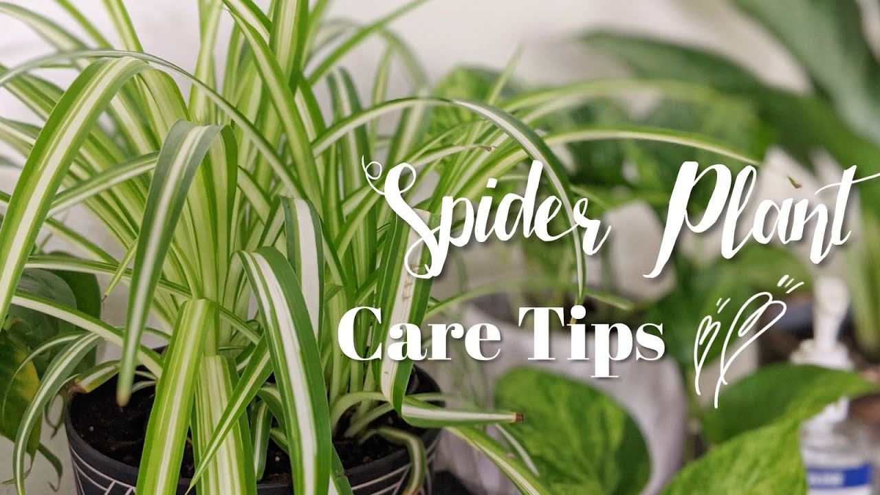 Spider Plant Care Tips