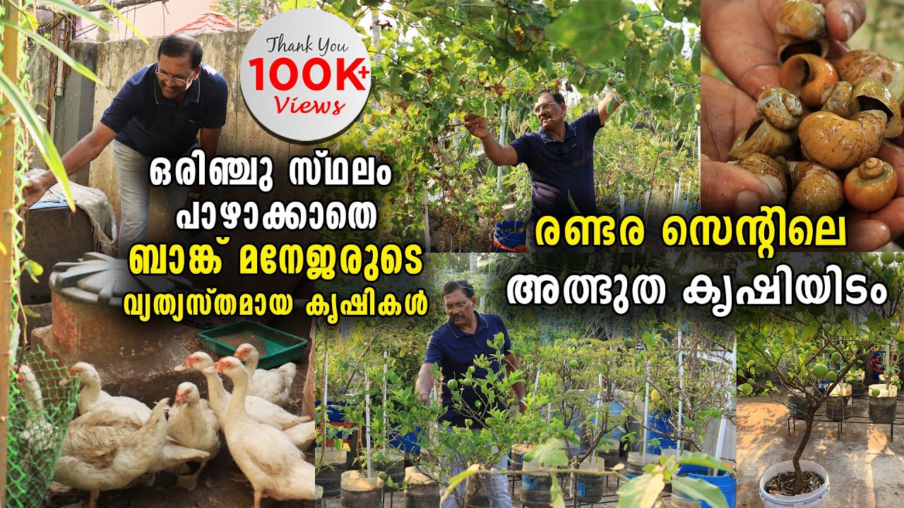 രണ്ടര സെന്റിലെ അത്ഭുത കൃഷിയിടം | ഒരിഞ്ചു സ്ഥലം പോലും പാഴാക്കാതെ ബാങ്ക് മനേജരുടെ വ്യത്യസ്തമായ കൃഷികൾ
